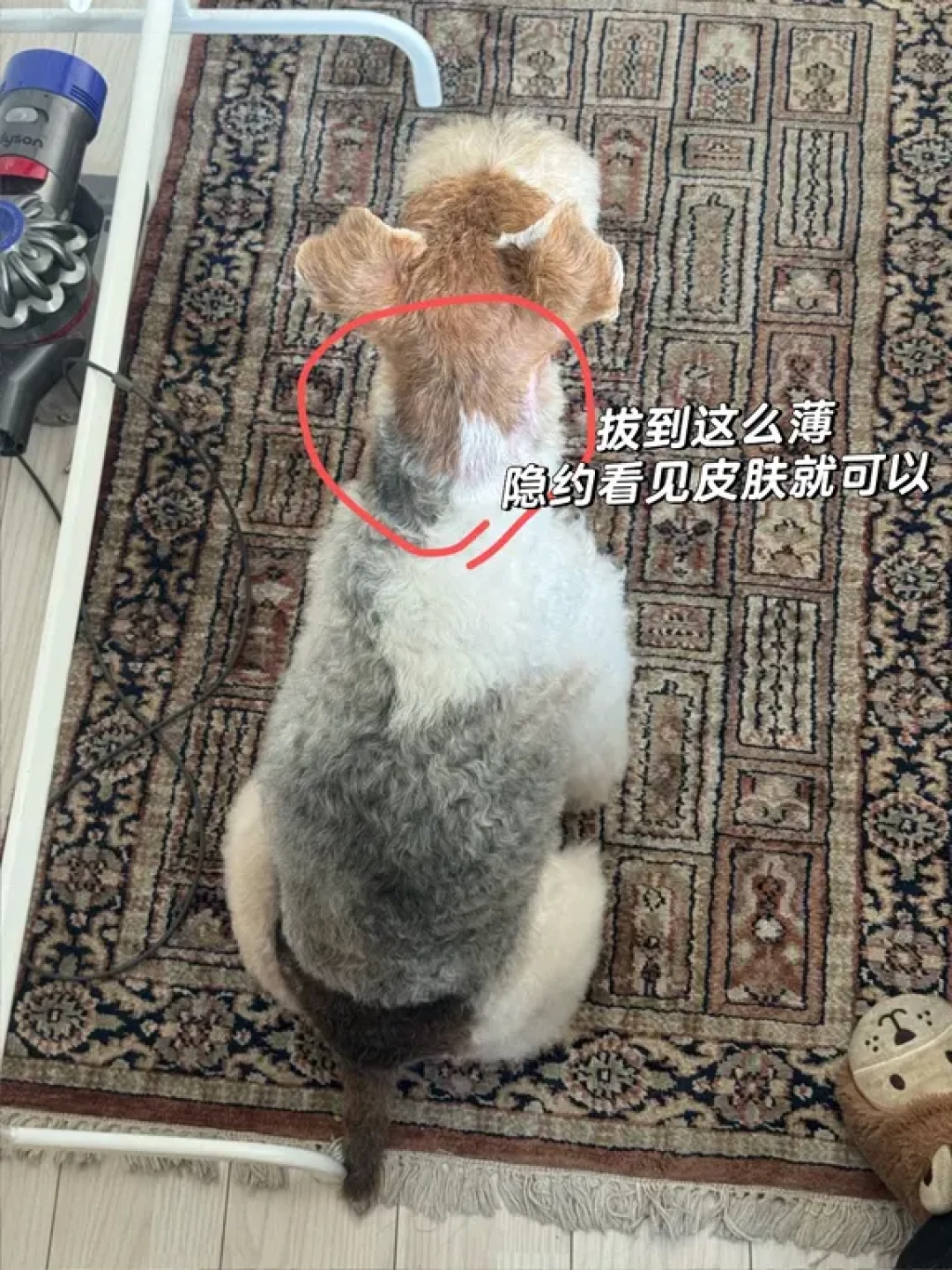 猎狐梗开荒式拔毛指南,告别厚重毛发