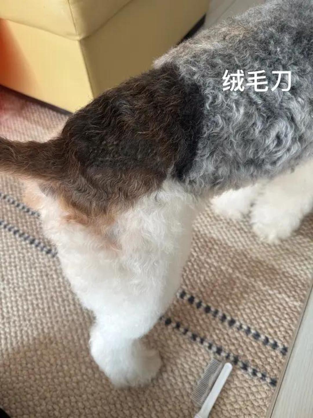 猎狐梗开荒式拔毛指南,告别厚重毛发