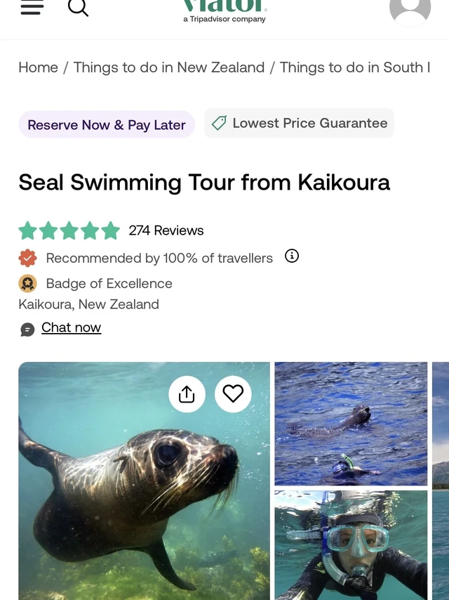 新西兰小众旅游项目分享｜Kaikoura海豹浮潜