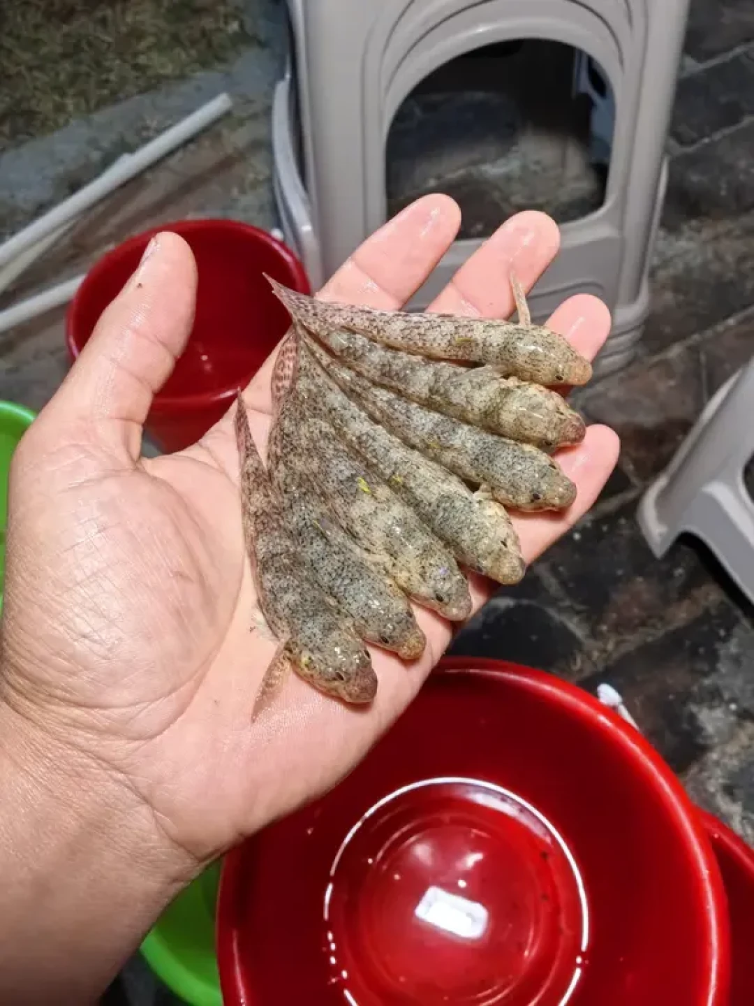 解锁三亚赶海新体验:海棠湾爆桶指南