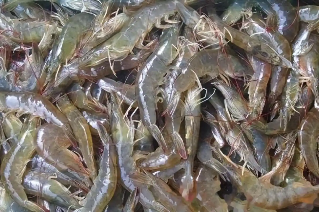 欧盟批准25-羟基维生素D3水产应用