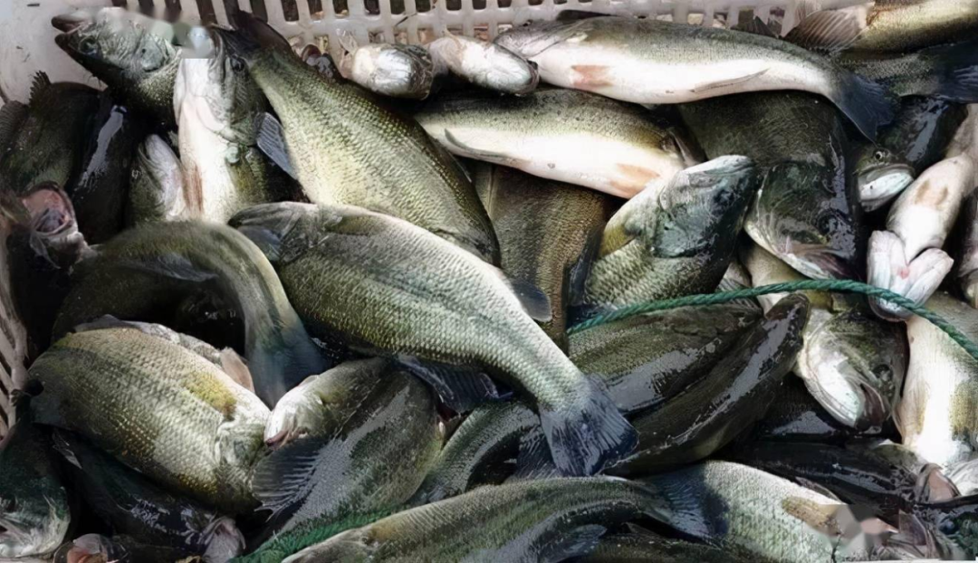 欧盟批准25-羟基维生素D3水产应用
