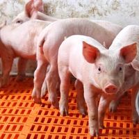 揭秘农牧巨头温氏：人均年薪13万的背后