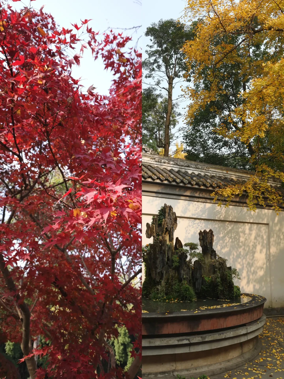 冬日杜甫草堂，50元门票到底值不值？