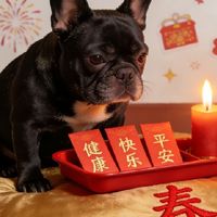 过年必备！养狗人的年货清单