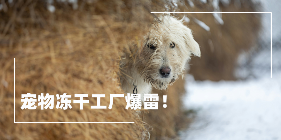 2026宠物消费新风向:从内卷到双向奔赴