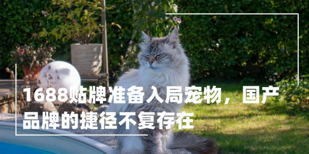 2026宠物消费新风向:从内卷到双向奔赴