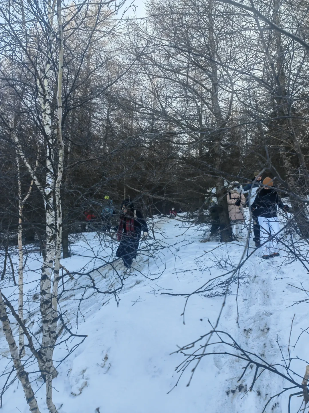 桦皮岭新年徒步指南:存量雪也能玩出林海雪原感
