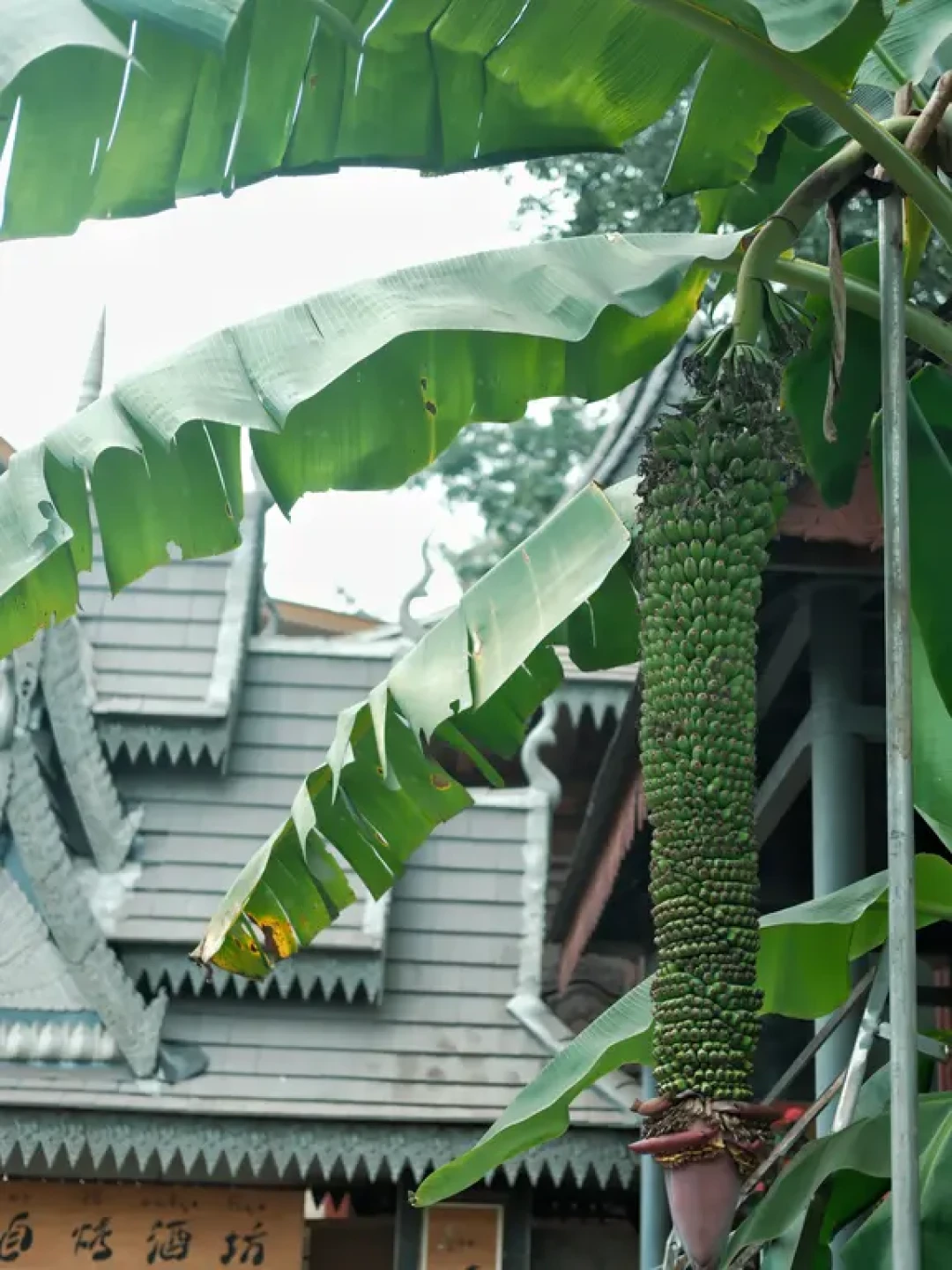 曼远村：藏在雨林里的傣族秘境