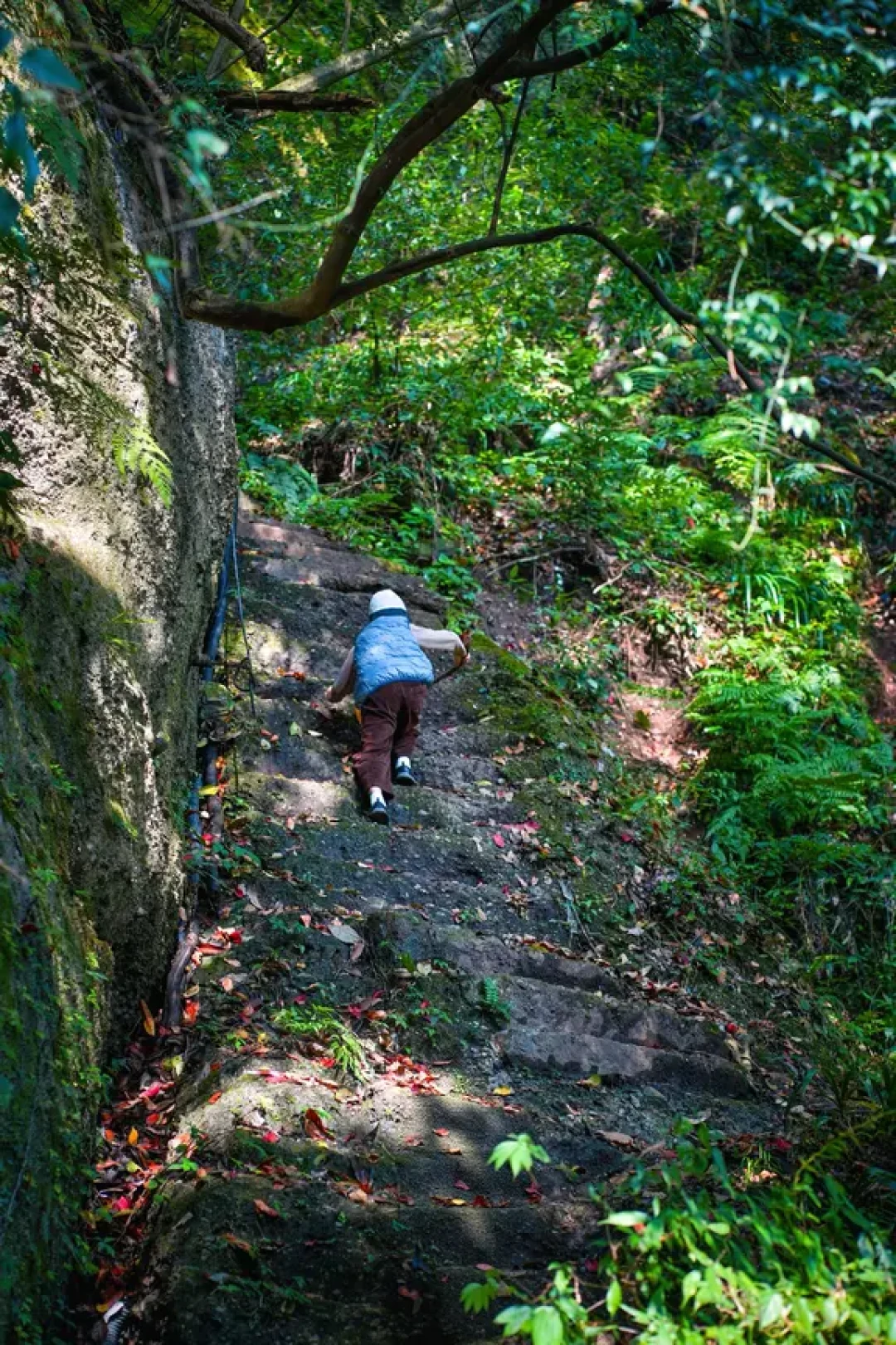 青城山秘境徒步:一条被忽略的野趣路线