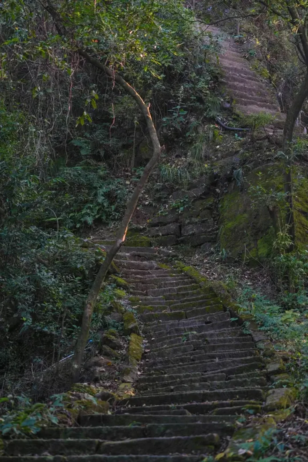 青城山秘境徒步:一条被忽略的野趣路线
