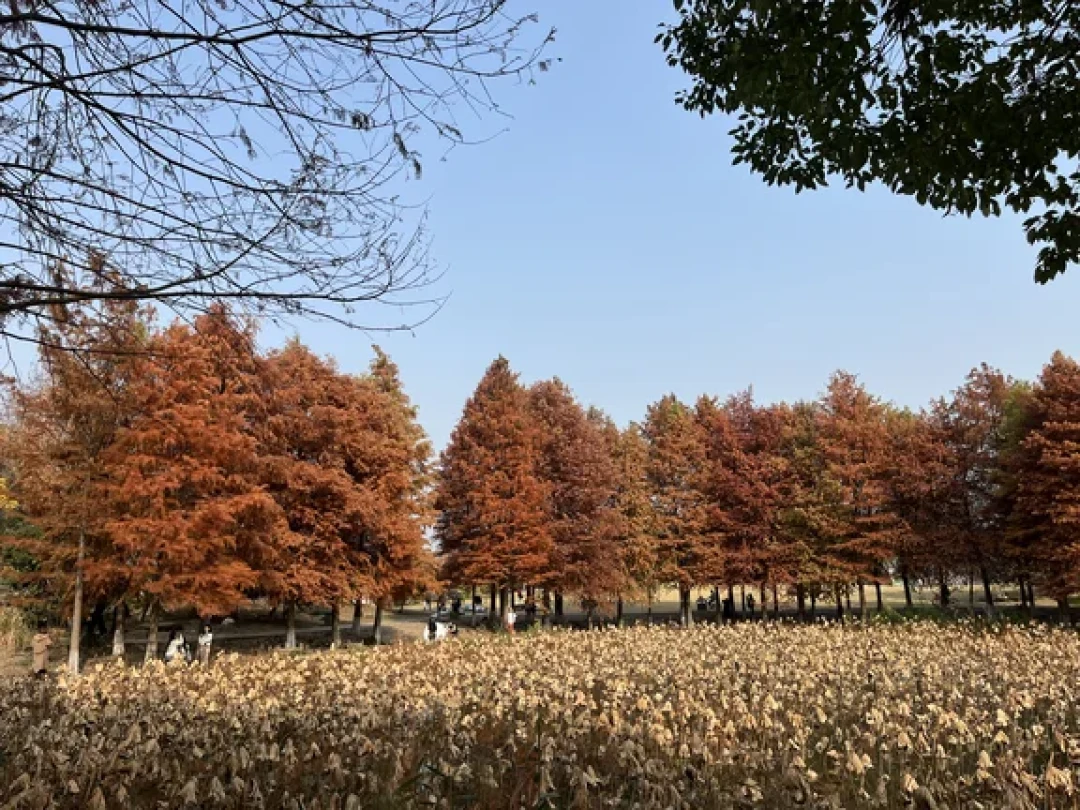 限定秋色：湘湖红杉林观赏全攻略