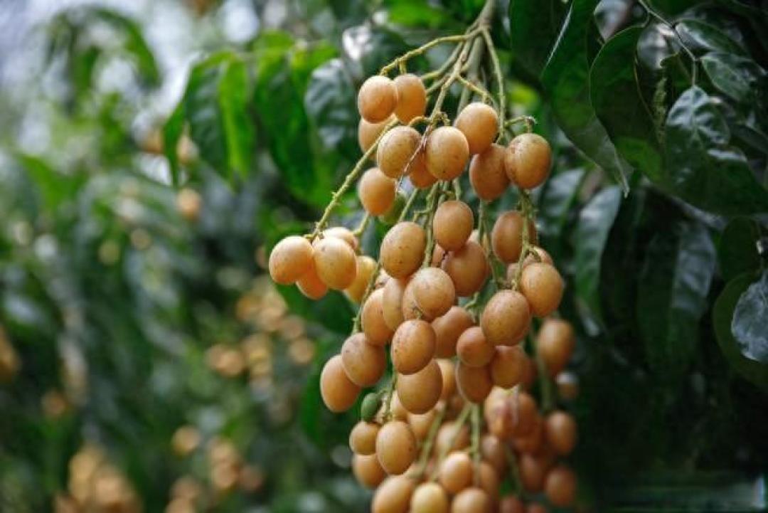 广东小城郁南:被黄皮支配的味蕾与古迹