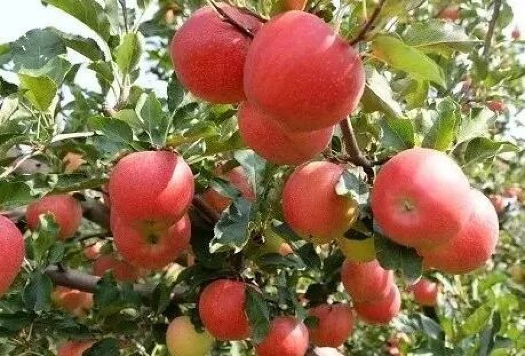 苹果如何跨越四季保持新鲜