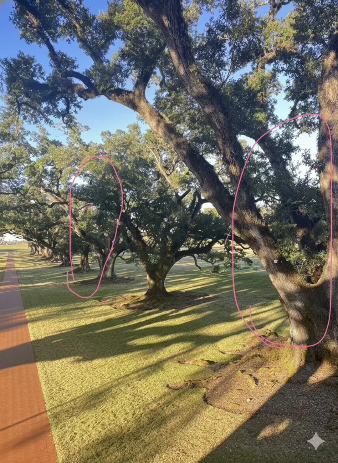 新奥尔良橡树庄园：百年种植园的迷人故事