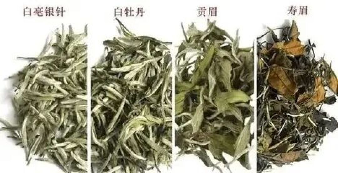 白茶寻踪:历史、工艺与市场博弈