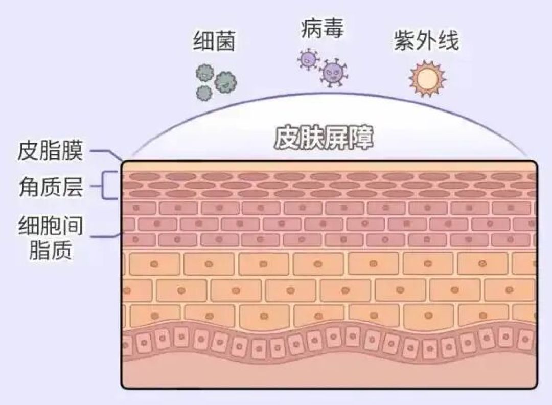 皮肤动不动就脸红?科学重塑肌肤屏障指南