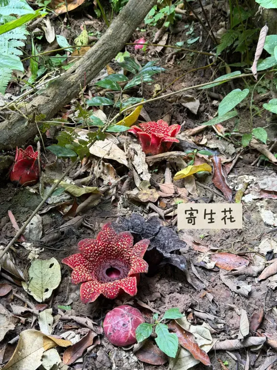 基诺山徒步全攻略:探寻雨林寄生花