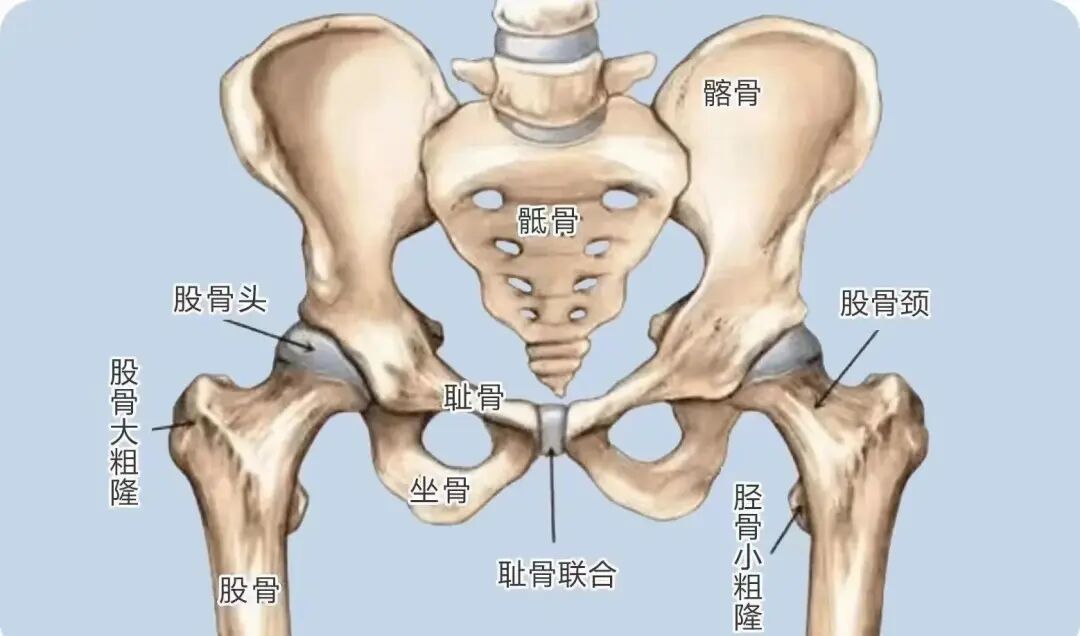 告别跑步膝,解锁跑者潜力:髋关节开发指南