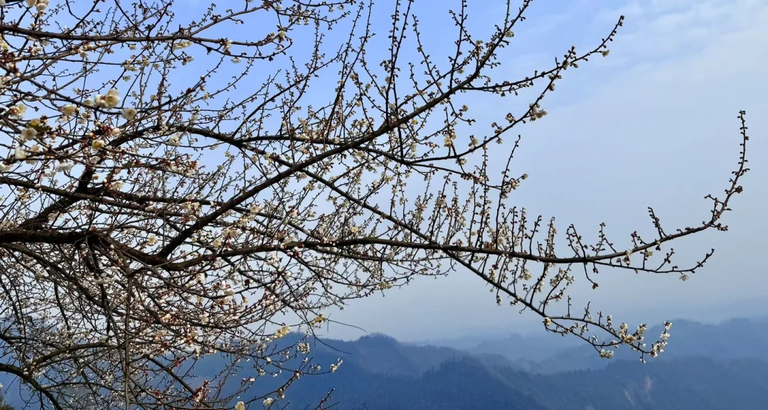 成都赏梅正当时,雁鹅村还有野葱可挖