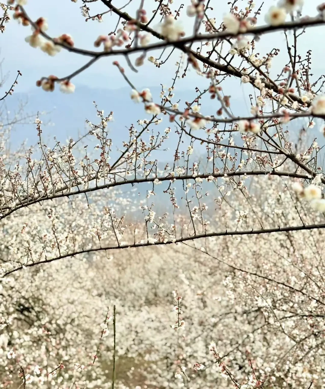 成都赏梅正当时,雁鹅村还有野葱可挖
