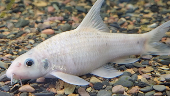 广西小伙150元贱卖罕见白化老鼠鱼，懂行网友：亏大了！