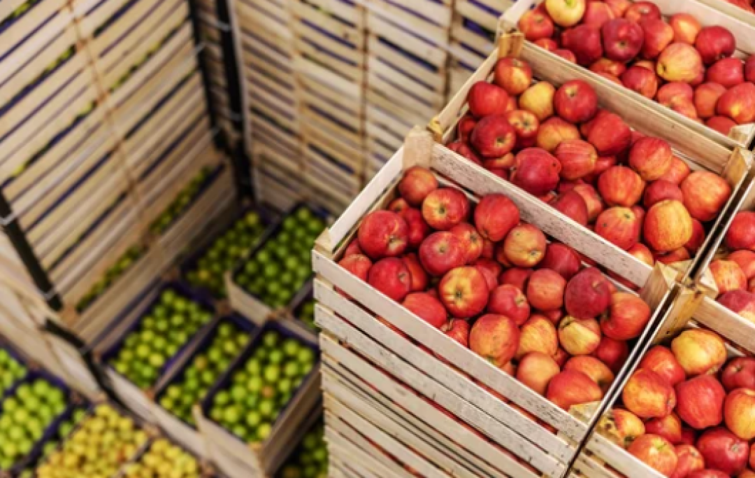 苹果如何保鲜?关键在温湿度管理