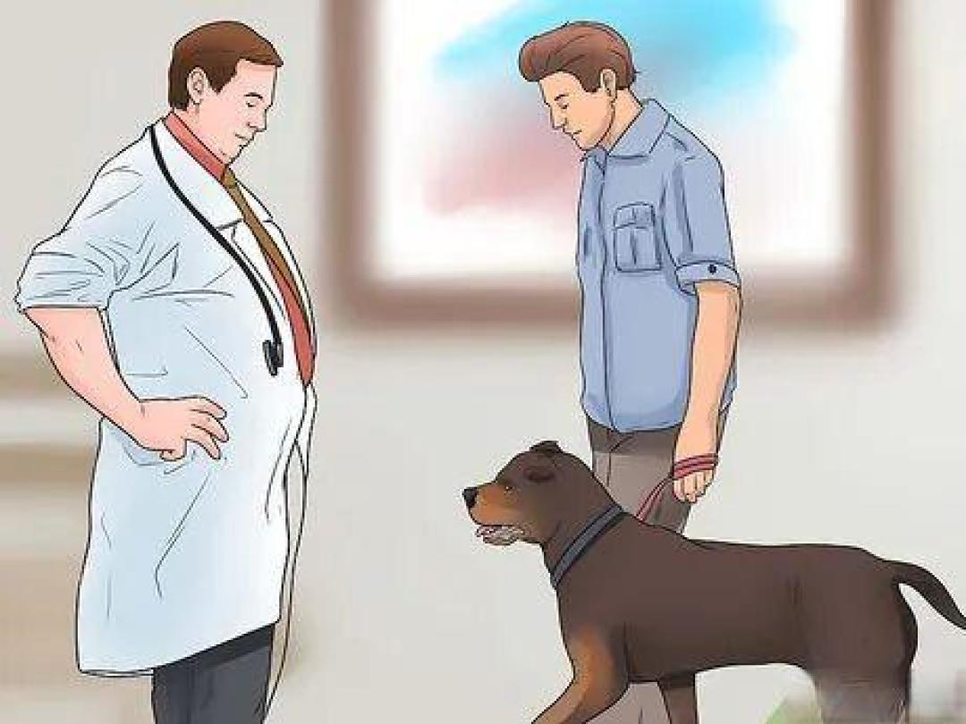 告别攻击:让爱犬回归温顺的家庭指南