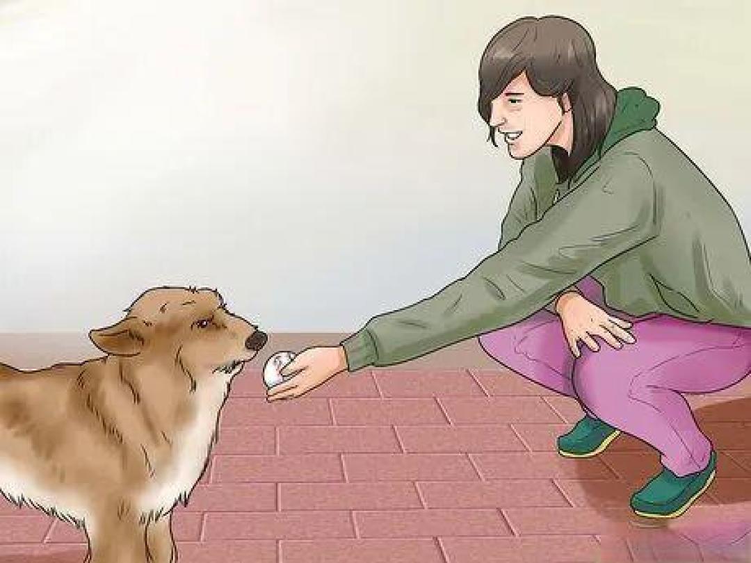 告别攻击:让爱犬回归温顺的家庭指南