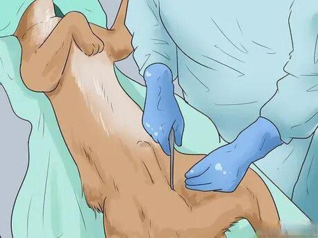 告别攻击:让爱犬回归温顺的家庭指南