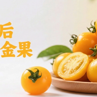 一口沦陷！广东电白「香芒皇后」千禧小番茄