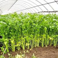 芹菜种植三步法，轻松种出脆嫩茎杆