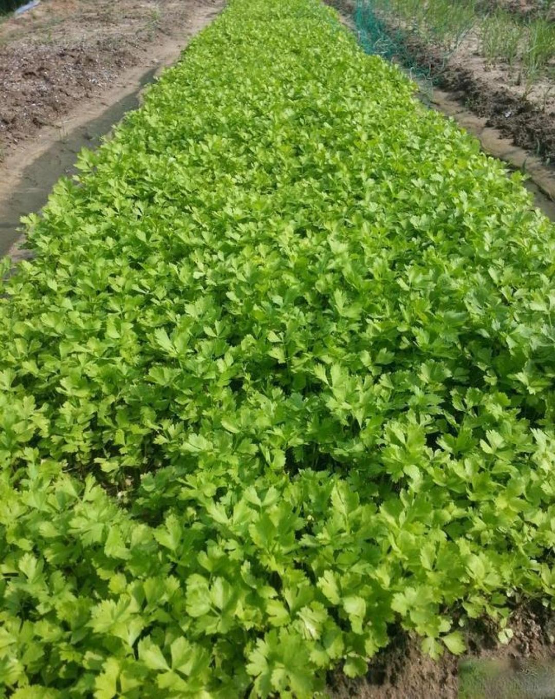 芹菜种植三步法，轻松种出脆嫩茎杆