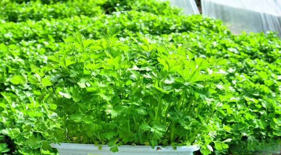 芹菜种植三步法，轻松种出脆嫩茎杆
