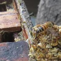 央视认可蜂胶最新排行：10强完整名单公布