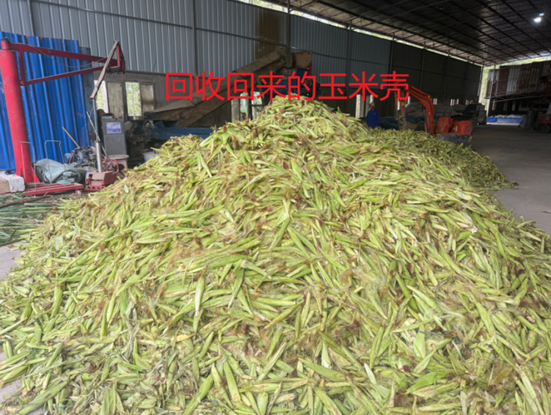 养鸡成本降低40%:微生物发酵的神奇魔力