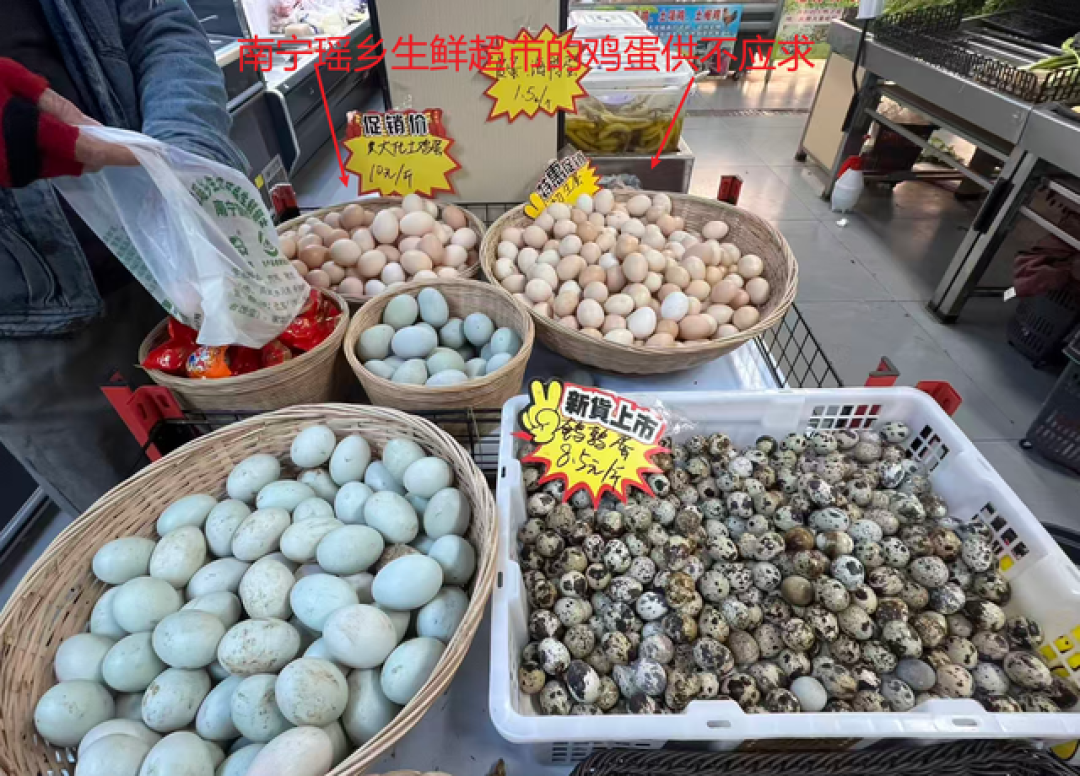 养鸡成本降低40%:微生物发酵的神奇魔力
