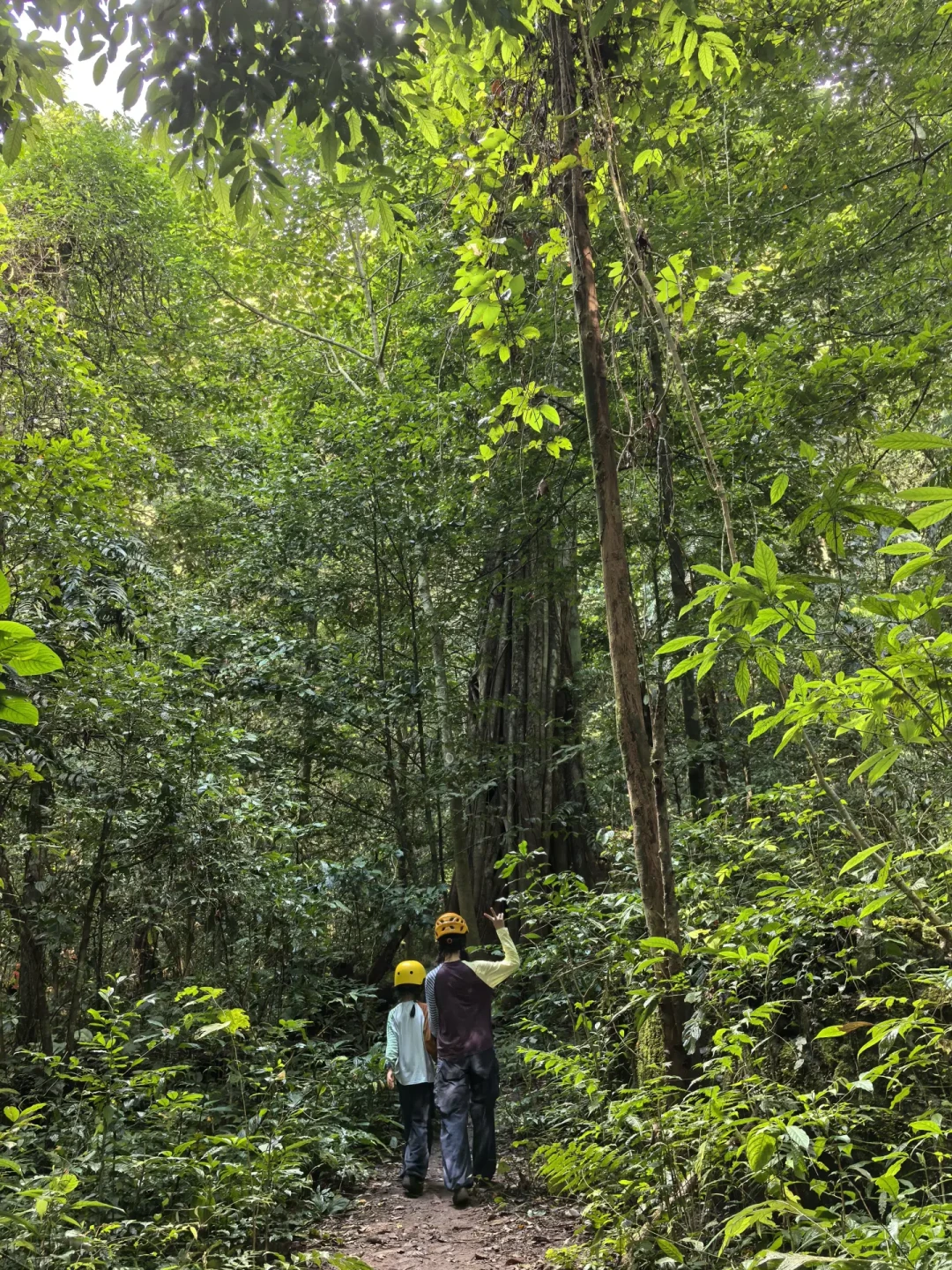 西双版纳雨林探洞徒步全攻略与体验