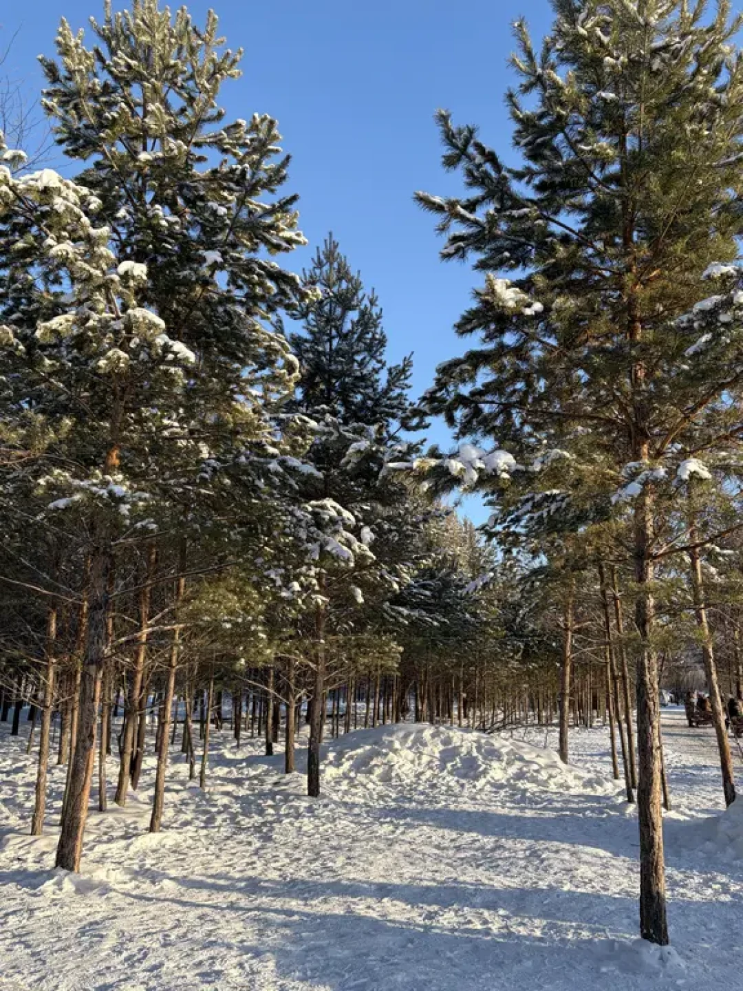 漠河旅游避坑指南:雪国列车全攻略