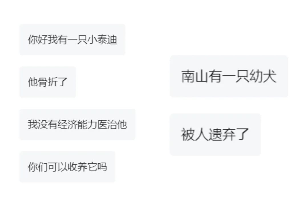 遇到流浪动物别急,先学会这几步