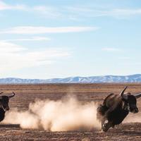 极地纪录片：真实记录与视觉震撼孰轻孰重？全网观点大碰撞