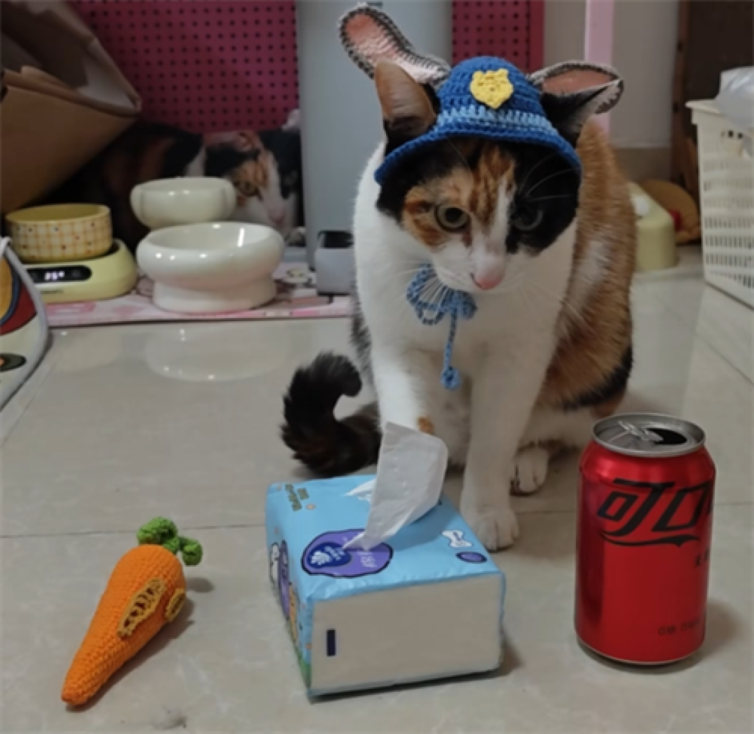 萝卜纸巾猫咪:搞笑背后的训练趣事