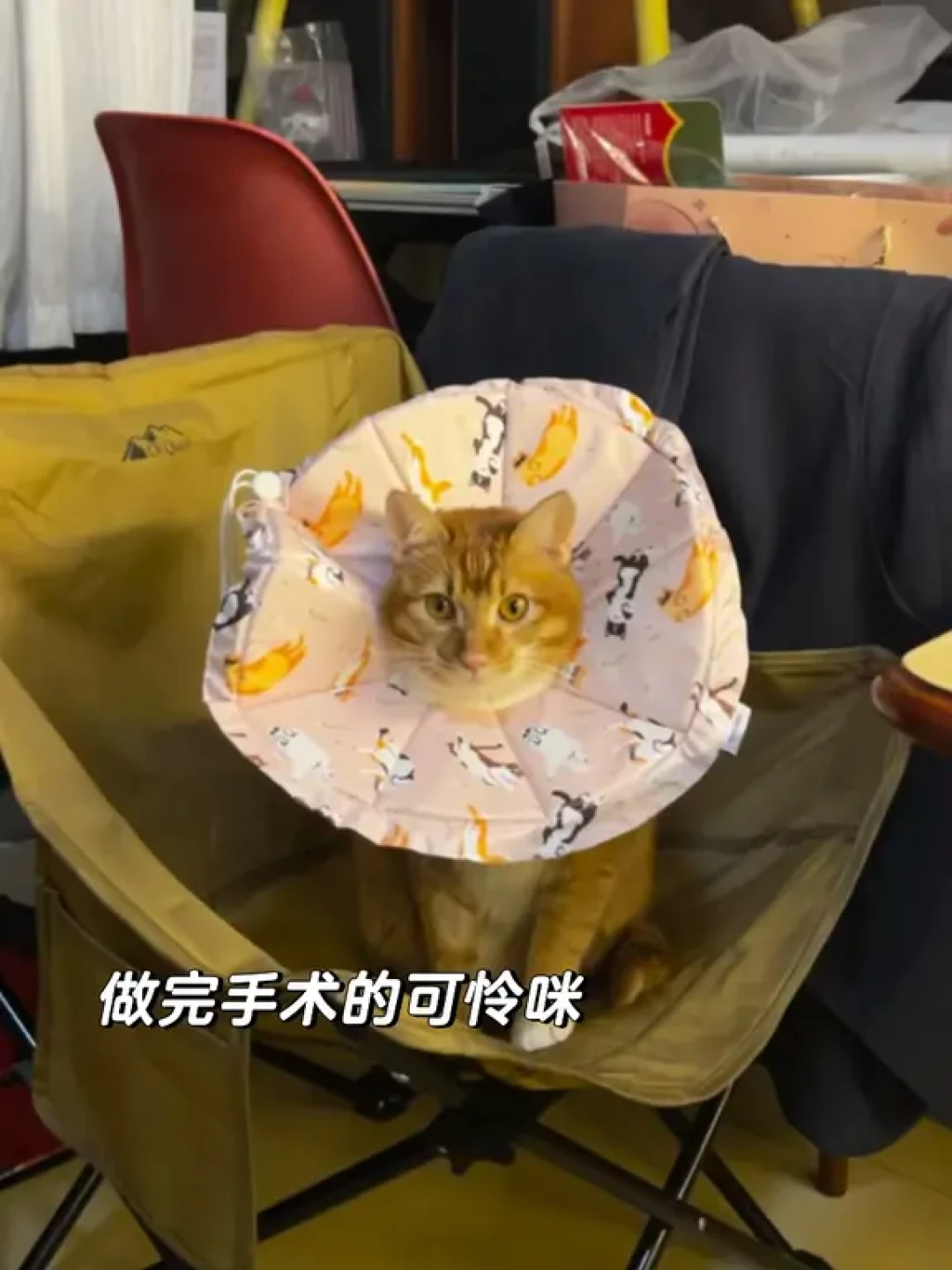宠物医保理赔全流程详解