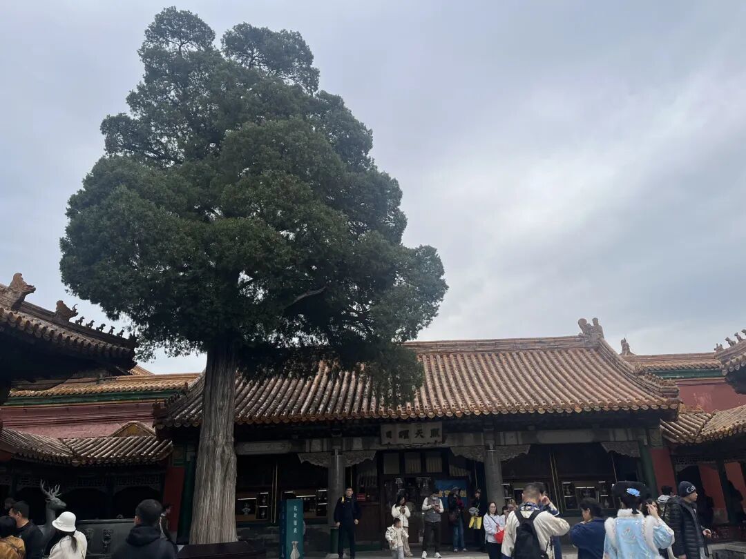 故宫博物院:六百年的历史与文化瑰宝