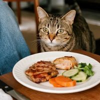 一块鸡胸肉能满足猫咪营养需求吗？全网观点大PK