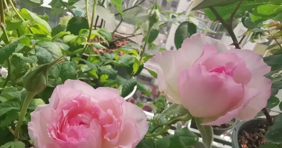 告别药罐子,封闭阳台也能打造月季花园