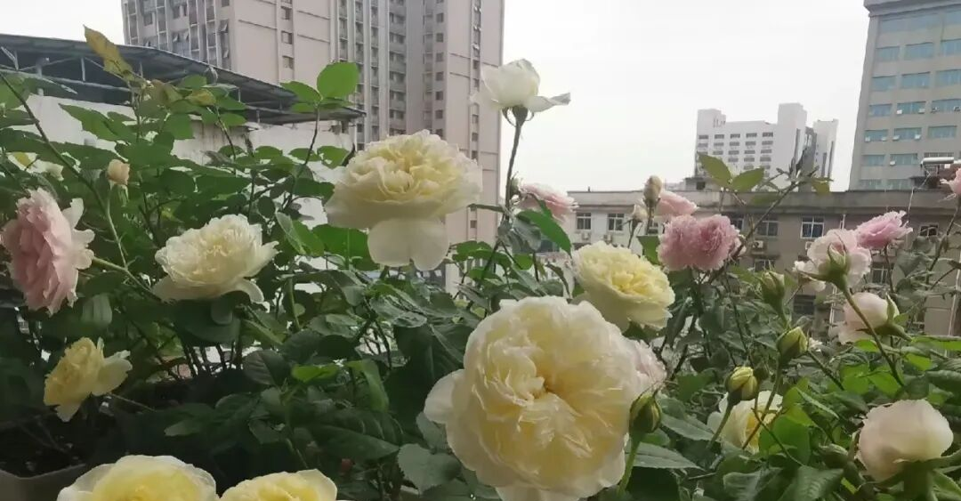 告别药罐子,封闭阳台也能打造月季花园