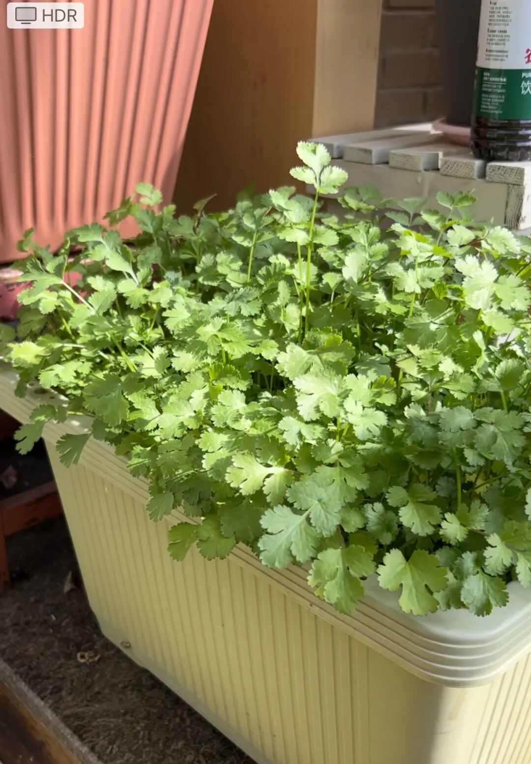 冬季阳台种菜指南，这几种耐寒蔬菜随便种
