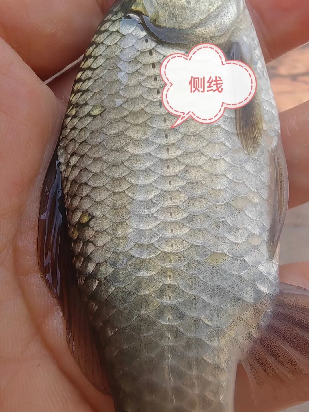 从解剖到共生，走进鱼的奇妙世界