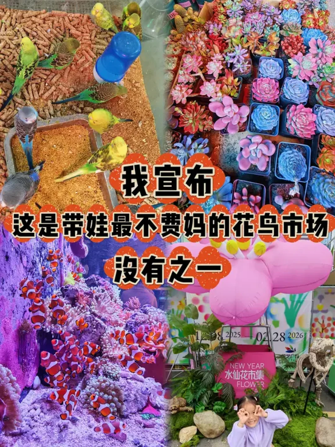 福州遛娃新选择:国艺花鸟市场全攻略